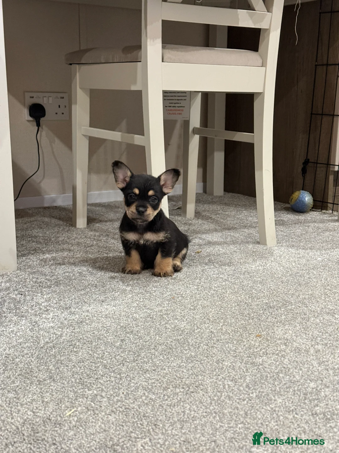 Mixed Breed dogs for sale: Rare Frenchie-Poochon Pups - Advert 2