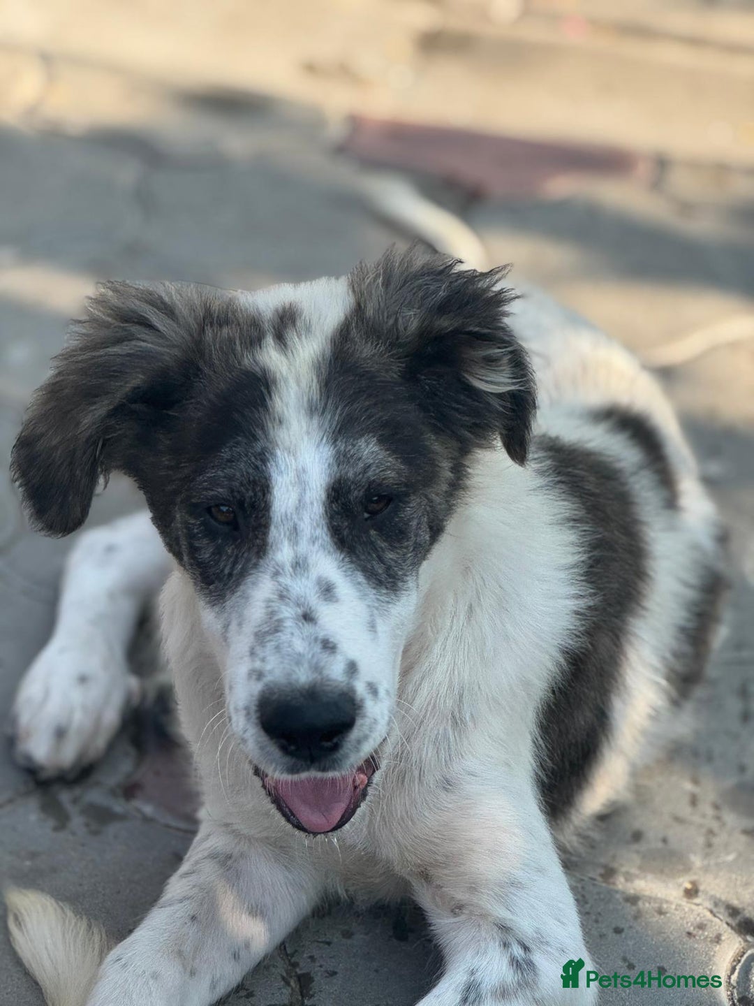 Mixed Breed dogs for adoption: ODIN, a superb young boy - for a Loving Home  - Advert 19