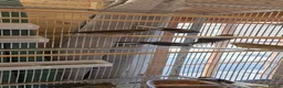 Canaries birds for sale: Mixed green gloster canaries for sale  - Advert 16