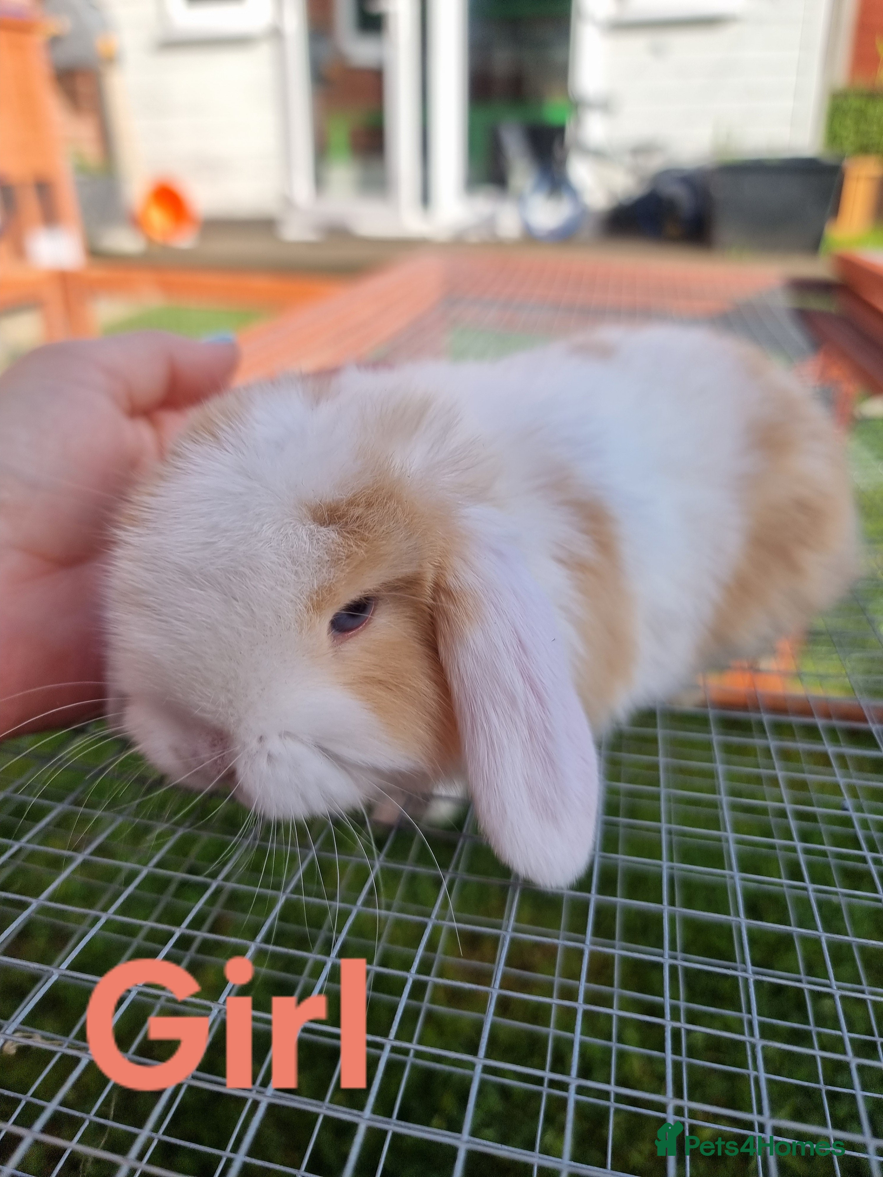 Mini Lop rabbits Beautiful Mini lops  - Advert 1