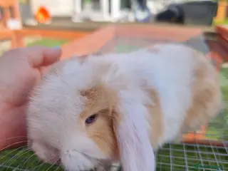 Mini Lop rabbits Beautiful Mini lops - Advert 1