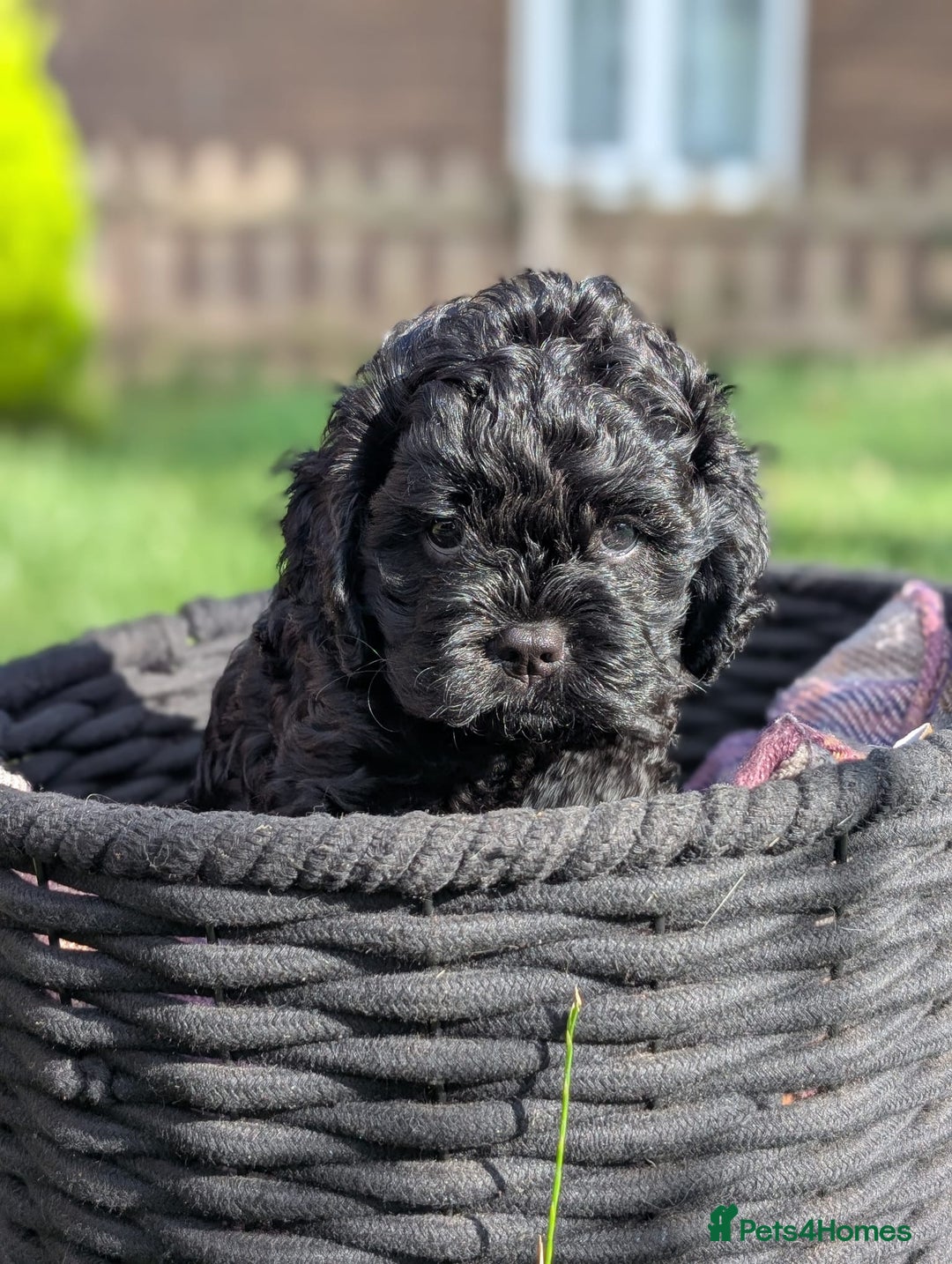 Mixed Breed dogs for sale: 💜💛🧡 PREMIUM CAVAPOOS READY TO GO 💜💛🧡 - Image 4
