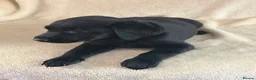 Labrador Retriever dogs for sale: 6 beautiful lab girls (one girl left!) - Advert 27