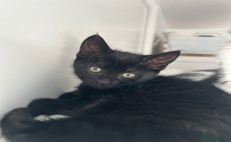 Domestic Shorthair cats - Advert 3