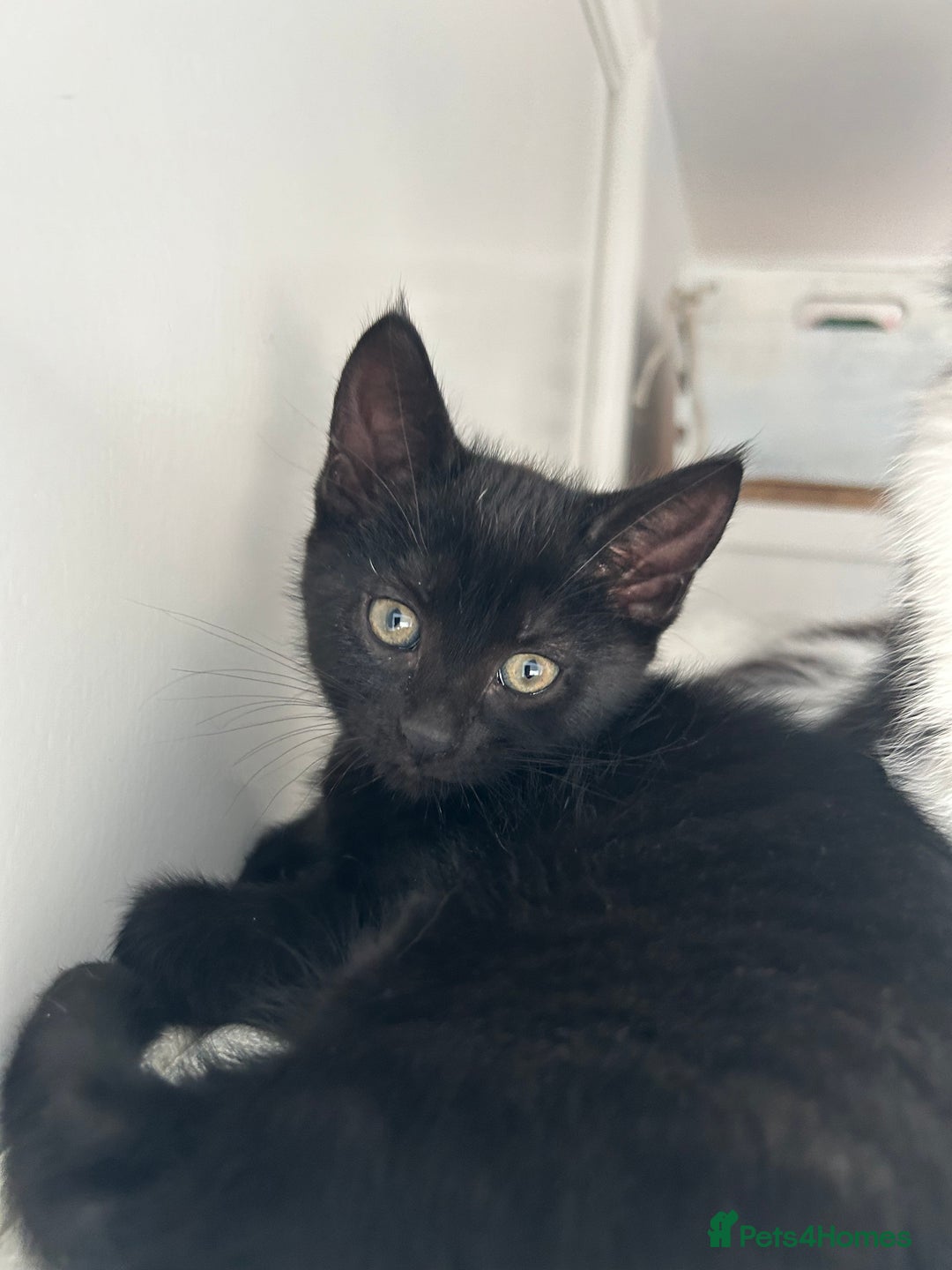 Domestic Shorthair cats for sale: 2 9 week old kittens - Image 1