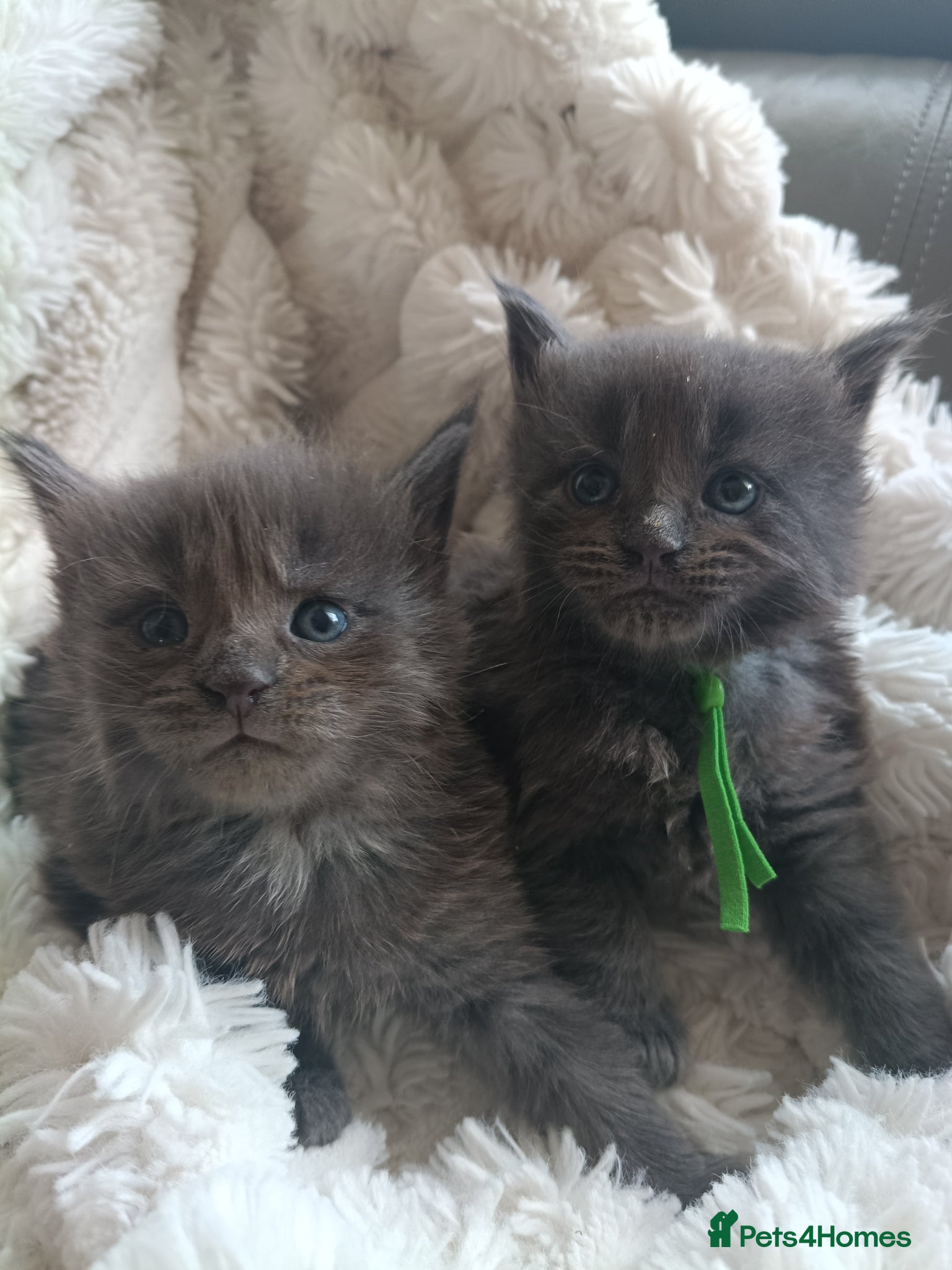 Maine Coon cats Exceptional Maine Coon kittens 😻💞 - Advert 17