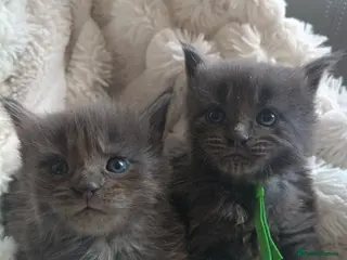 Maine Coon cats Exceptional Maine Coon kittens 😻💞 - Advert 17