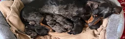 Doxiepoo dogs for sale: Miniature Doxiepoos  - Advert 5