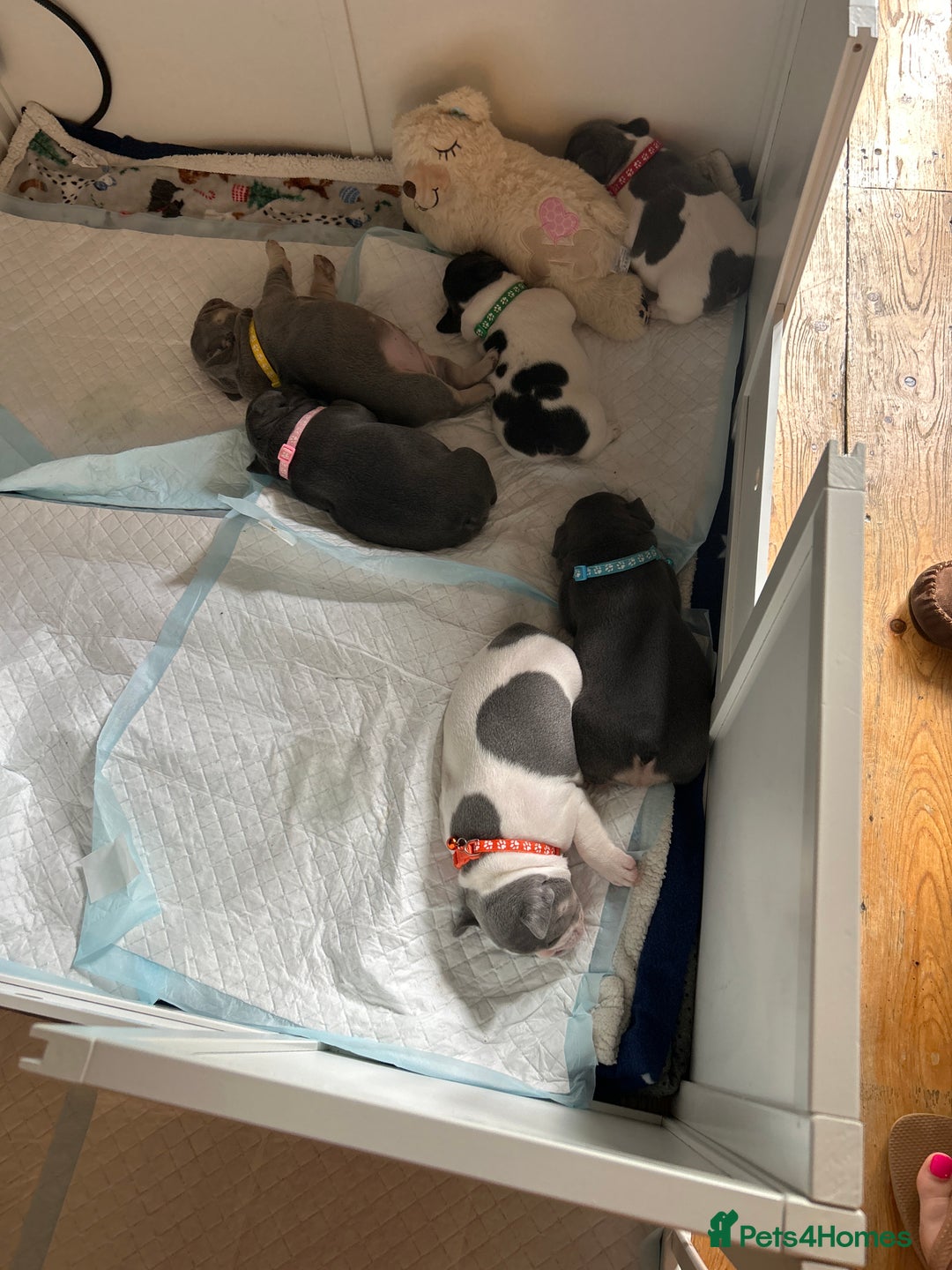 French Bulldog dogs for sale: ✨ REDUCED! STUNNING FRENCHIES LILAC TAN PIED 😍 - Image 10