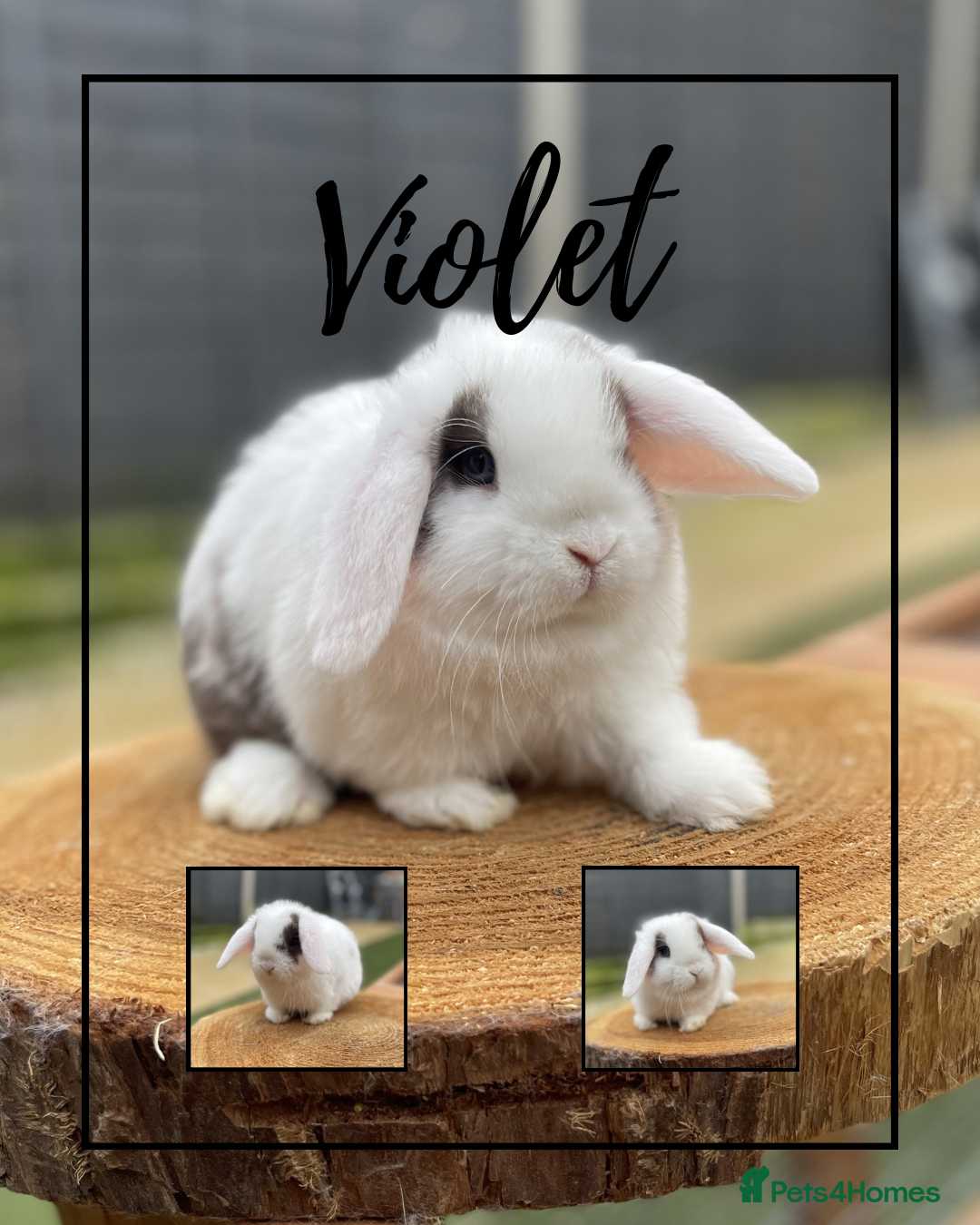 Mini Lop rabbits Mini lop babies looking for forever homes - Advert 1