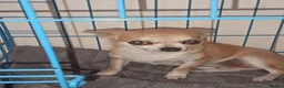 Chihuahua dogs for sale: Female chihuahua dog - Advert 4