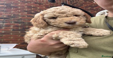 Australian Labradoodle dogs in Wallington - Advert 8