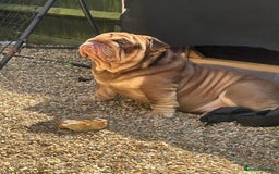 English Bulldog dogs for sale:  BRITISH BULL DOG .please the Description!  - Image 6