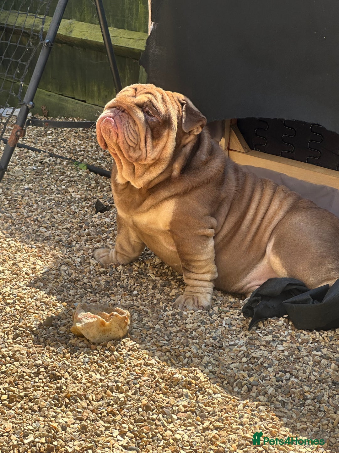 English Bulldog dogs for sale:  BRITISH BULL DOG .please the Description!  - Image 6