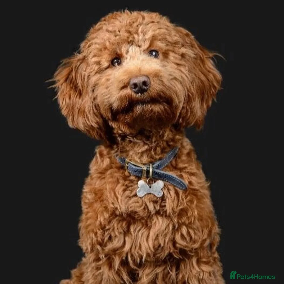 Cockapoo dogs for sale: Cockapoo  in High Wycombe - Advert 2