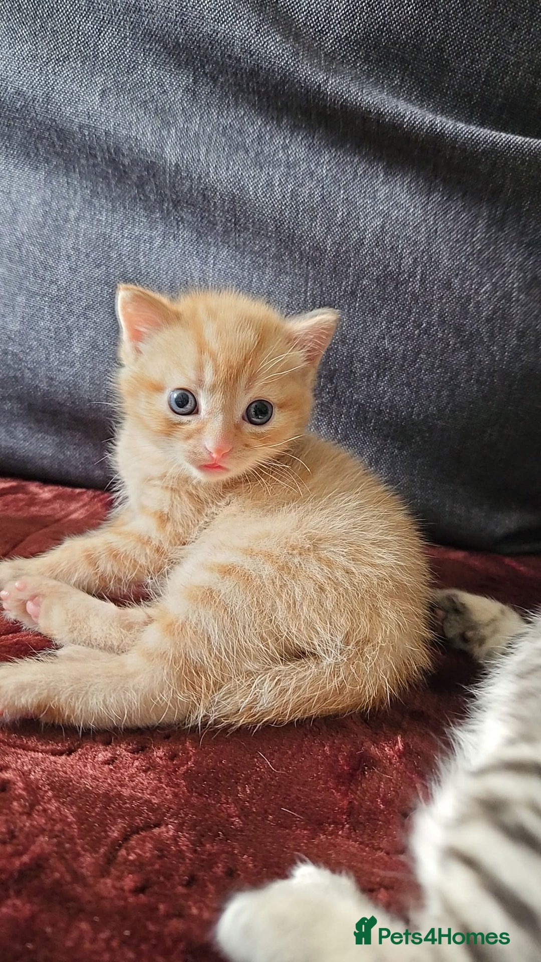 Bengal cats for sale: Beautiful Kittens for Sale - Image 8