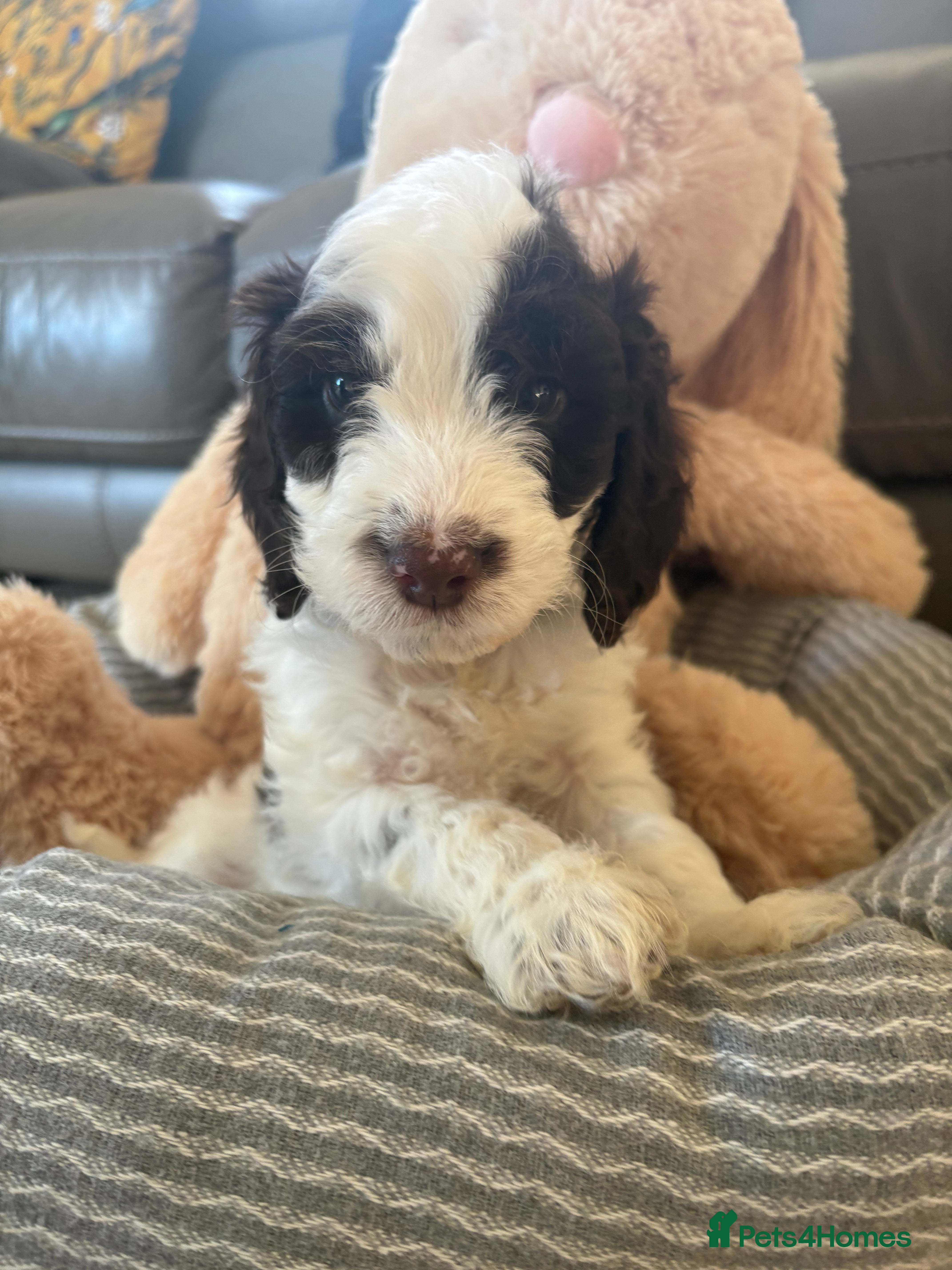 Cockapoo dogs Most Beautiful litter F1 Cockapoo puppies  - Advert 5