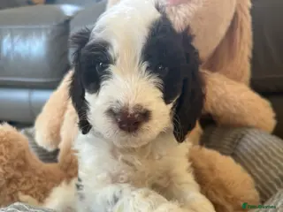 Cockapoo dogs Most Beautiful litter F1 Cockapoo puppies - Advert 3