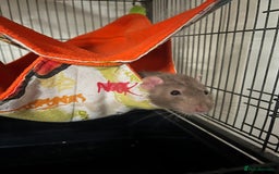 Rat rodents for sale: 2 male rats + cage and accessories  - Image 15
