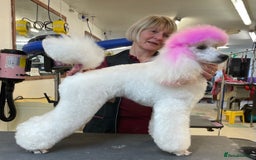 Miniature Poodle dogs for stud: White Miniature Poodle. in Peterborough - Image 6
