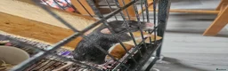 Rat rodents for sale: 4 female rats for adoption  - Advert 12