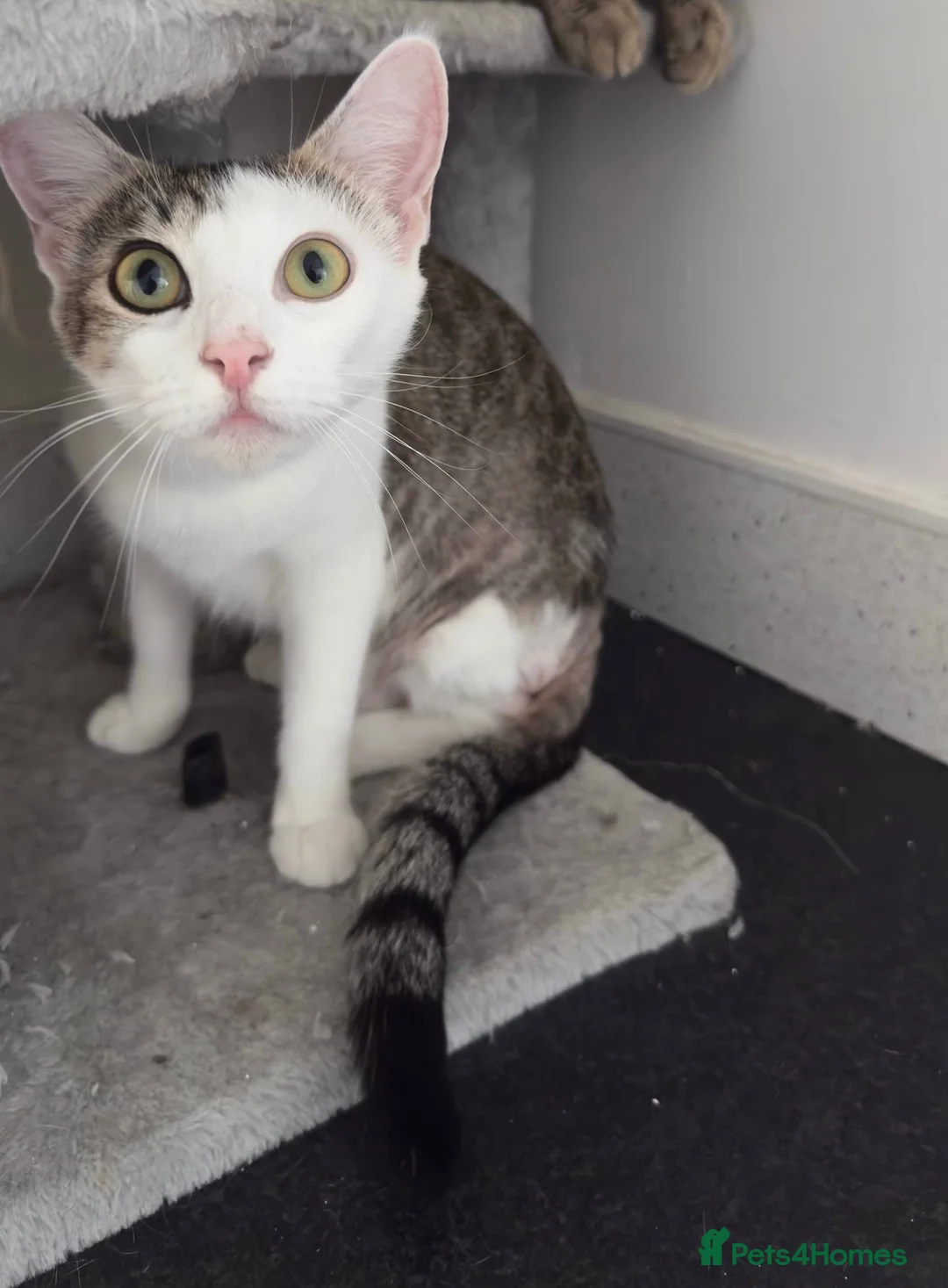 Mixed Breed cats for sale: Black and white mixed male cat  in Plymouth - Advert 9
