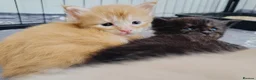 Maine Coon cats for sale: Dna health tested XXL Maine coon kittens  - Advert 18
