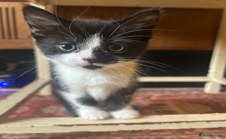 Domestic Shorthair cats - Advert 1