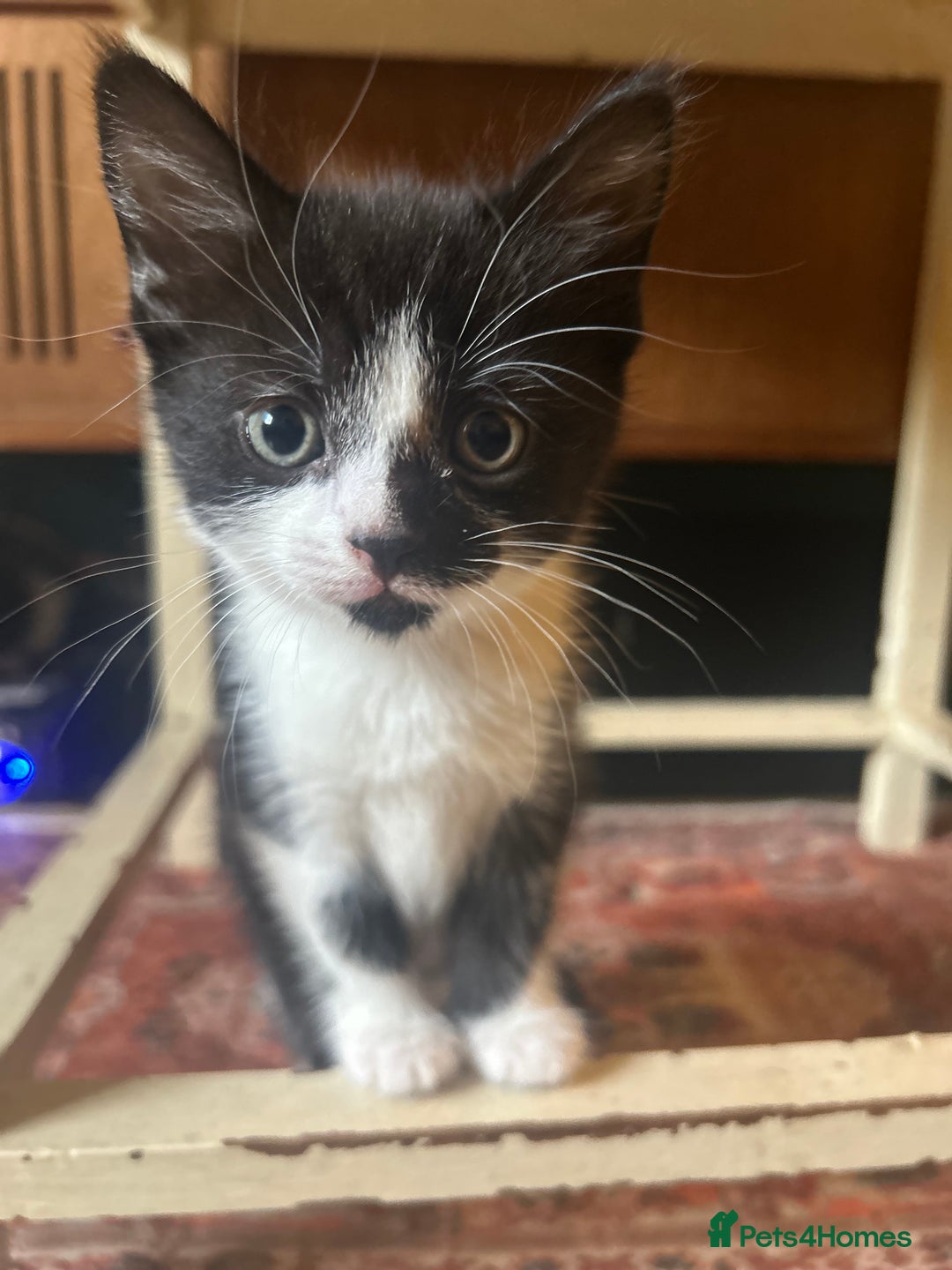 Domestic Shorthair cats for sale: 2 gorgeous female kittens - Image 1