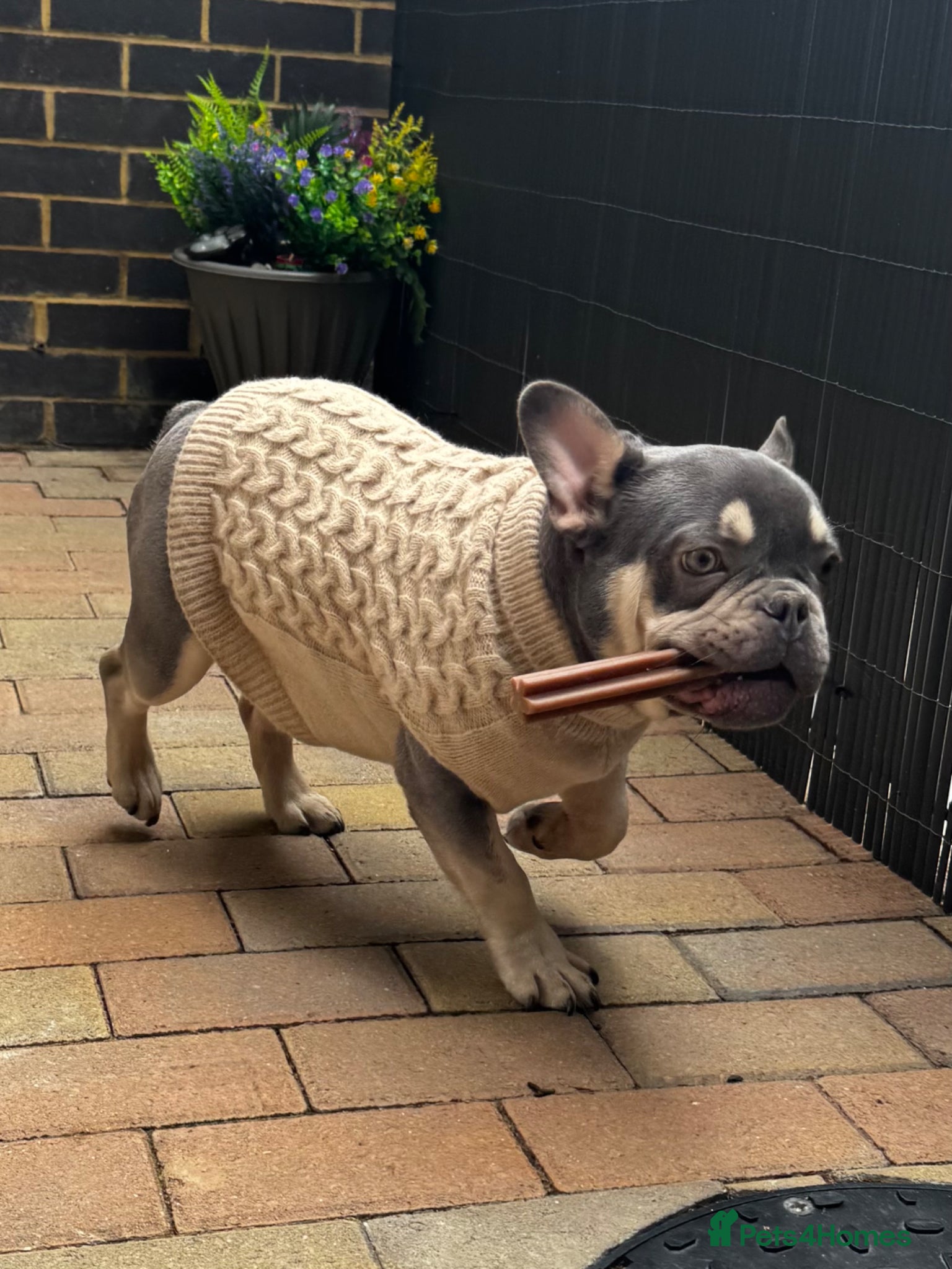French Bulldog dogs Stunning French Bulldog 7 Months Old - Advert 6