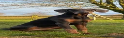 Dobermann dogs for sale: Blue female Doberman 6 months old - Advert 8