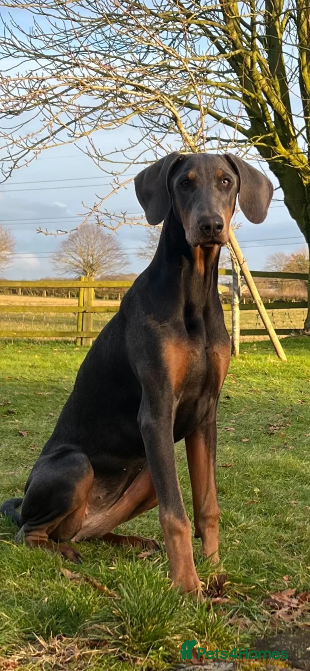 Dobermann dogs for sale: Blue female Doberman 6 months old - Advert 8