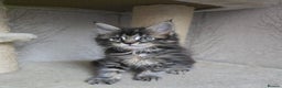 Maine Coon cats for sale: Beautiful TICA Pedigree Maine Coon Kittens - Advert 9