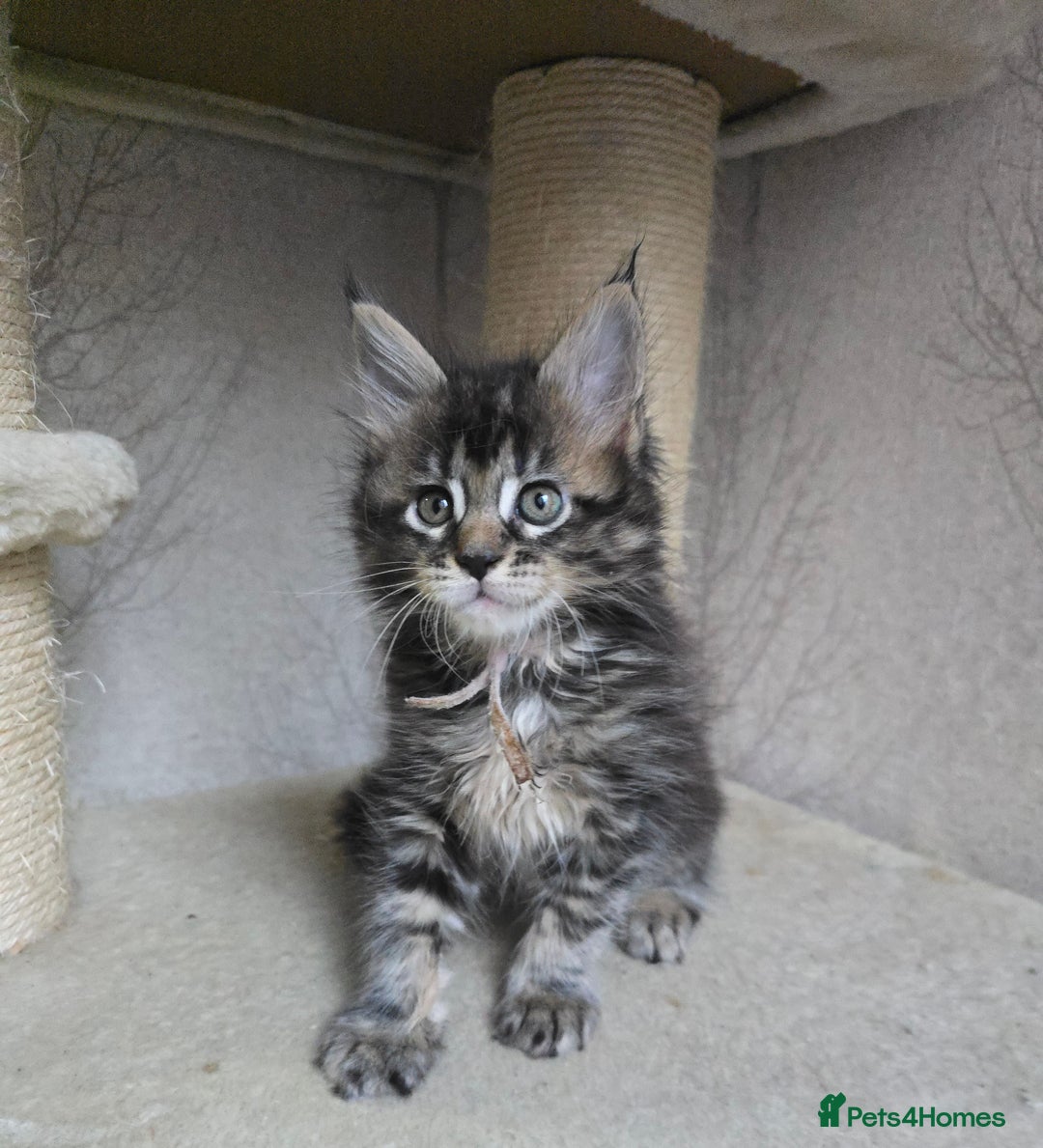 Maine Coon cats for sale: Beautiful TICA Pedigree Maine Coon Kittens - Advert 9