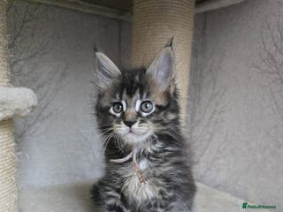 Maine Coon cats Beautiful TICA Pedigree Maine Coon Kittens - Advert 14