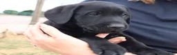 Labrador Retriever dogs for sale: Beautiful Kennel Club Registered Labrador Puppies - Advert 11
