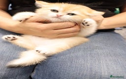 British Shorthair cats for sale: Champion Bloodlines BSH kittens  - Image 25