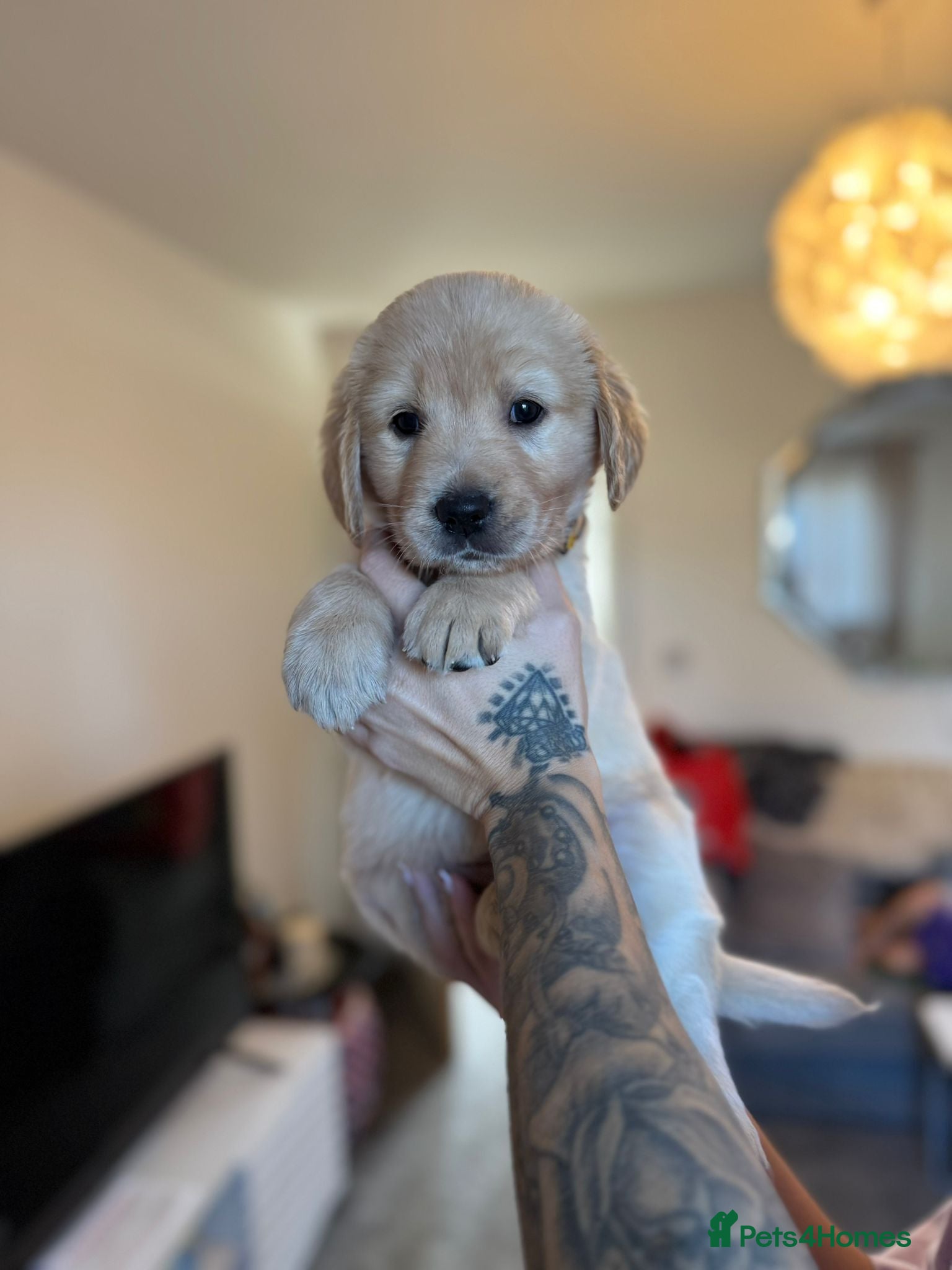 Goldador dogs Goldador puppies  - Advert 17