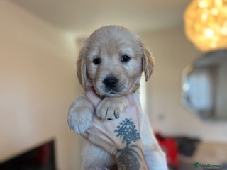 Goldador dogs Goldador puppies - Advert 10