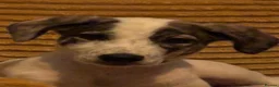 Lurcher dogs for sale: New home needed for Ruba - Advert 12