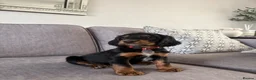 Cocker Spaniel dogs for sale: Beautiful tri coloured cocker spaniel pups   - Advert 24