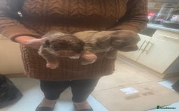 Cockapoo dogs for sale: Miniature f1 cockerpoos  - Image 2