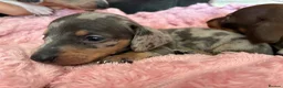 Miniature Dachshund dogs for sale: Beautiful miniature dachshund puppies  in St. Neots - Advert 5