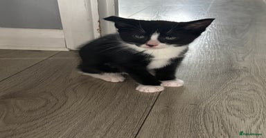 Mixed Breed cats - Advert 10