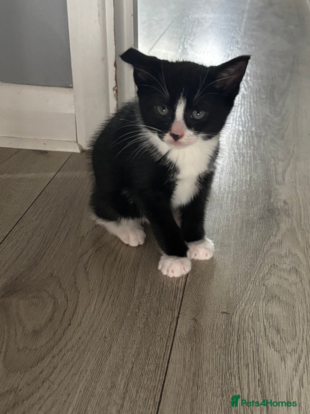 Mixed Breed cats for sale: Beautiful mixed colour kitten - Image 2