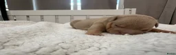 English Bulldog dogs for sale: English bulldogs (payment plan to selected buyers) - Advert 3
