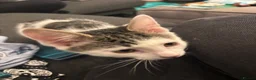Domestic Shorthair cats for sale: Male tabby kitten in Birmingham - Advert 9