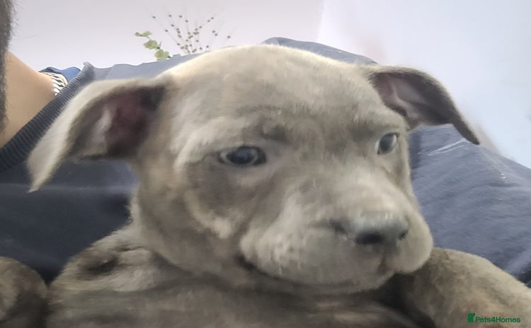 Staffordshire Bull Terrier dogs - Advert 14