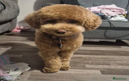 Poochon dogs for stud: Stunning Male poochon for stud  - Image 6