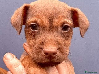 Patterdale Terrier dogs One Male Only- Ready Now - Advert 2